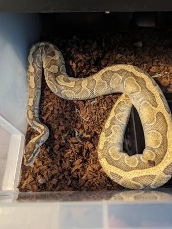 Image 3 of *Reduced* Butter Enchi Ball Python - Royal over 2 years old