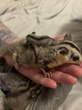 Image 4 of Sugar Glider babies, poss white face SPC