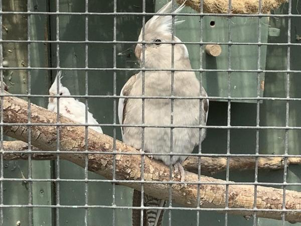 Image 5 of White faced and pure white cockatiels