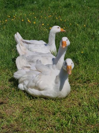 Image 2 of Pure white Sebastopol geese hatching eggs