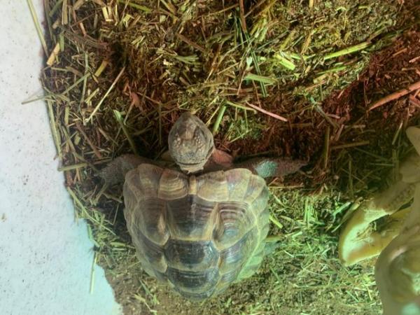 Image 5 of Spurthighed Tortoise, 3 year old