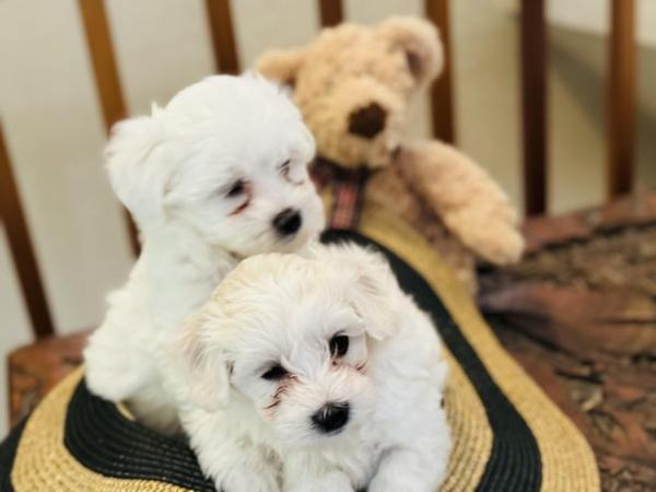 Image 7 of Pure breed small Maltese puppies