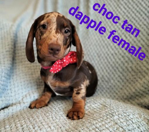 Image 11 of READY NOW KC reg Miniature Dachshund puppies