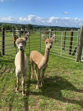 Image 2 of Group of 3 lovely pet male alpacas .