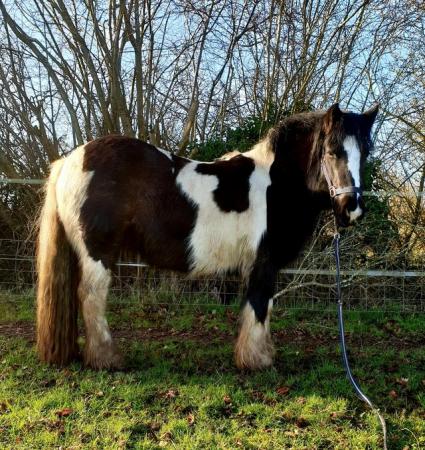 Image 2 of Childrens/Small adult pony for sale!