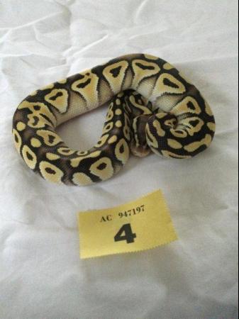 Image 1 of Pastel Mojave het Ghost Baby Ball Python