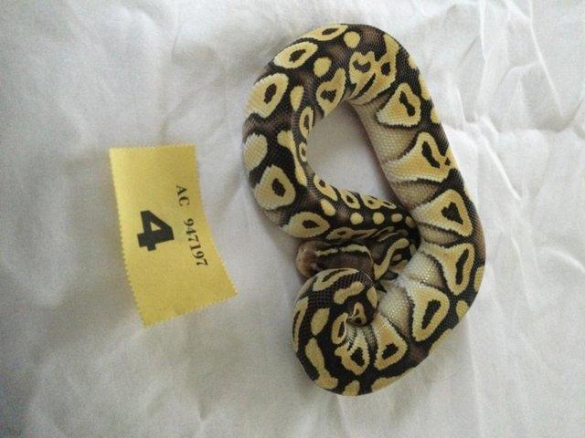 Preview of the first image of Pastel Mojave het Ghost Baby Ball Python.
