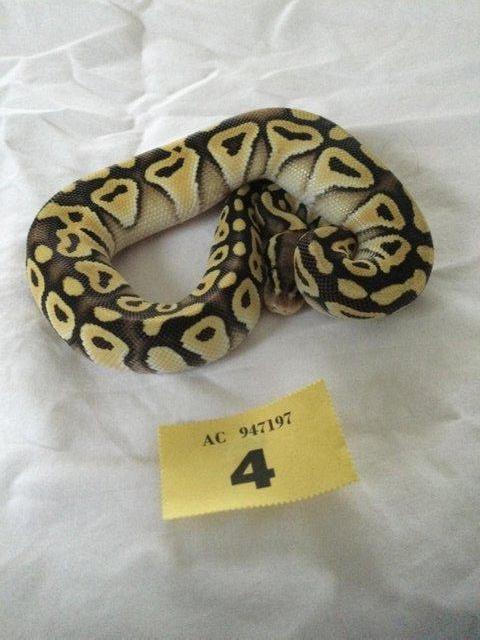 Preview of the first image of Pastel Mojave het Ghost Baby Ball Python.