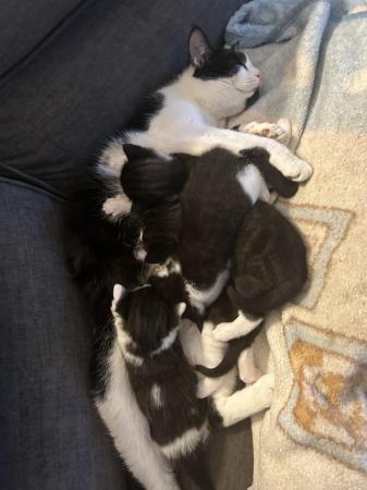 Image 4 of Tuxedo kittens ready to go to a forever home