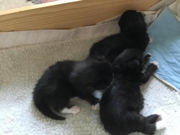 Image 7 of Three beautiful baby kittens