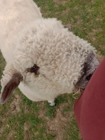 Image 3 of Ryland Ewe & Valais x Ryland Ram Pet Sheep For Sale