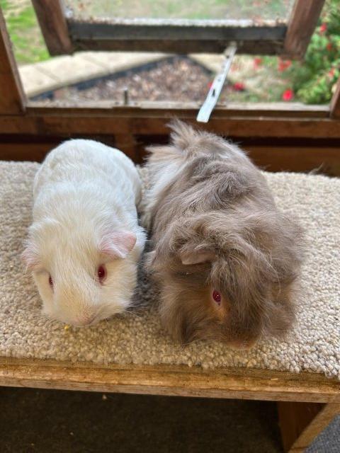 Sweet Baby Guinea Pig Boars - Self and Peruvian — photo 2 of 4