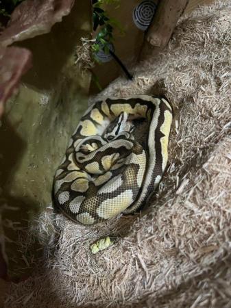 Image 1 of Vanilla ball Snake + viv for sale