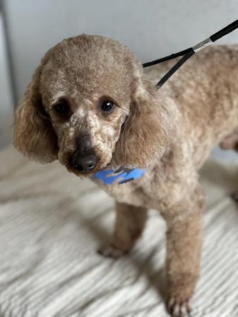 Image 5 of miniature poodle for sale