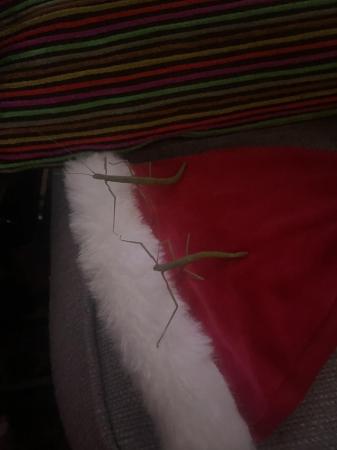 Image 2 of Indian stick insects sold