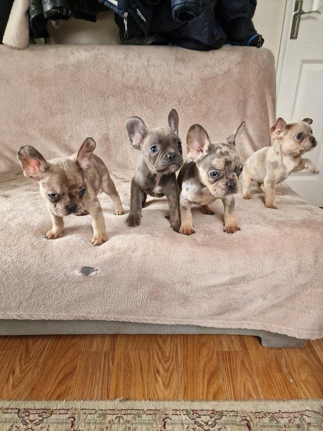 Preview of the first image of Frenchbull dog male puppies for sale 8 weeks old.