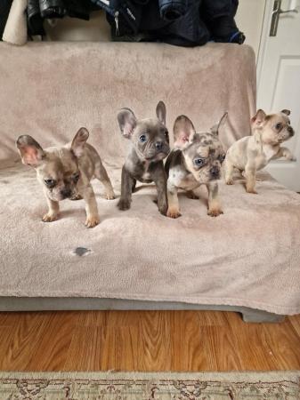 Image 1 of Frenchbull dog male puppies for sale 8 weeks old