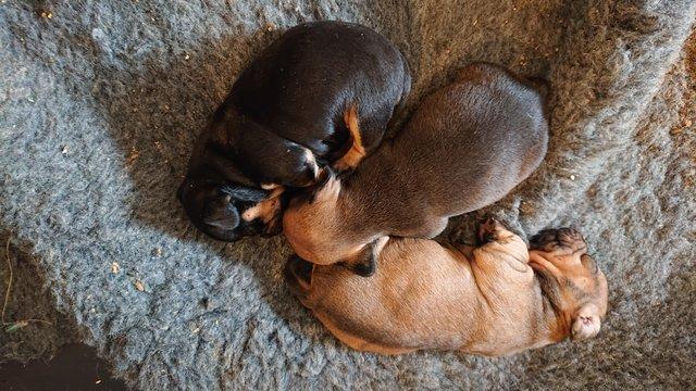 Image 4 of French weiner puppies for sale