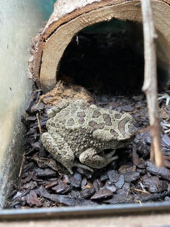 Image 3 of Berber toad Pair £60 Each or £110 Pair