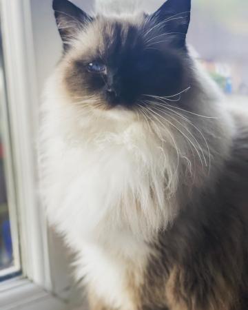 Image 1 of Beautiful Ragdoll looking for forever home