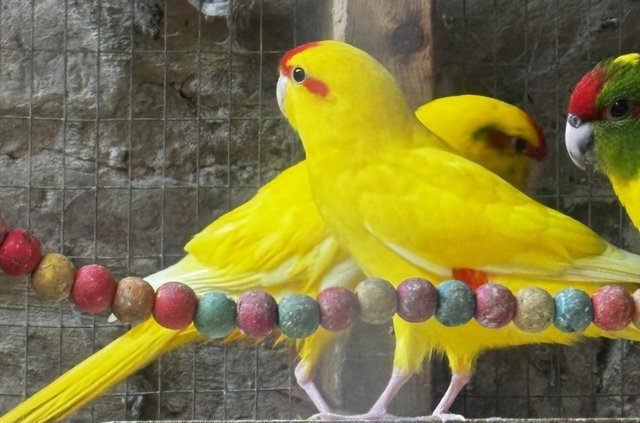 Image 5 of Kakariki lovely young birds
