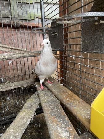 Image 3 of Pigeons for sale in Croydon