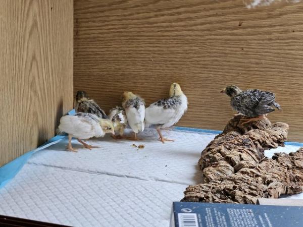 Image 5 of Button quail, Chinese painted quail