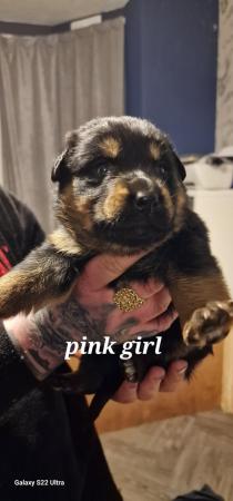 Image 15 of Chunky fluffy Shepweiler puppies