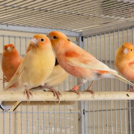 Image 10 of Beautiful healthy canaries and zebra finches for sale