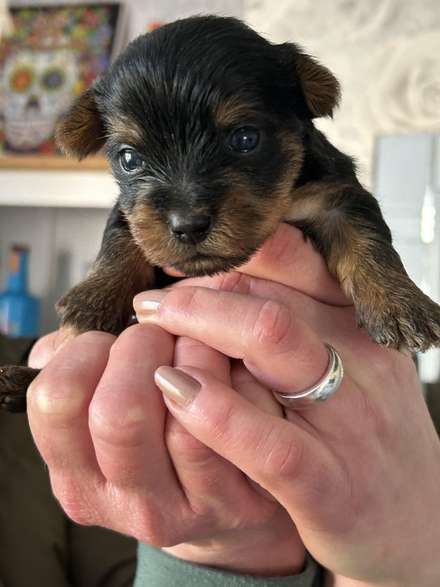 Preview of the first image of Beautiful Yorkshire Terrier Puppies.