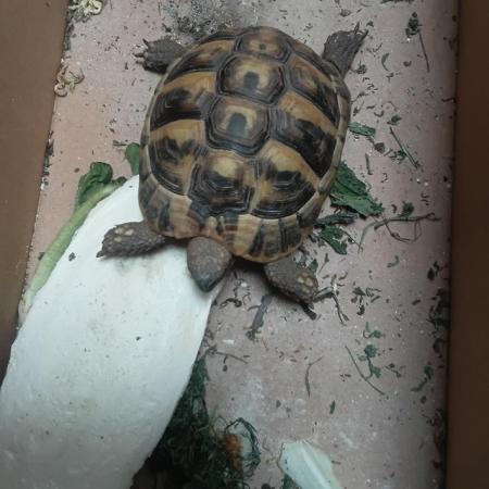Image 2 of 3 year old tortoise for sale