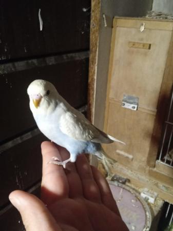 Image 4 of Budgies for sale liverpool