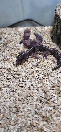 Image 1 of TRIO BREEDING FAT TAIL GECKO'S AND EXO TERRA