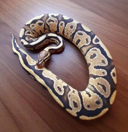 Image 13 of Ball pythons available for sale..