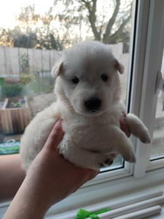 Image 9 of KC White Swiss Shepherds *Four Girls Available*