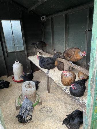 Image 3 of Laying Hens and Pullets