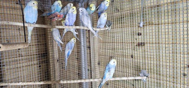 Image 5 of 3-5 months old baby budgies