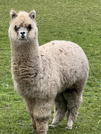 Image 1 of 12 month old male alpaca