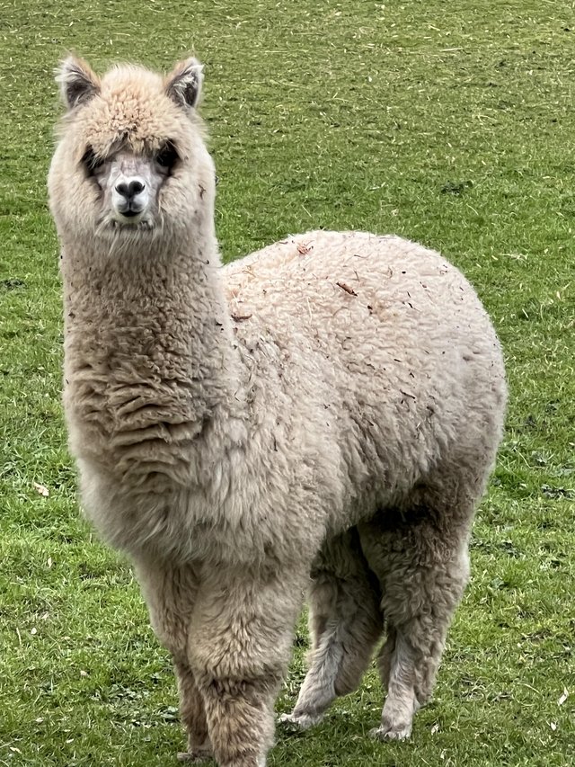 Preview of the first image of 12 month old male alpaca.