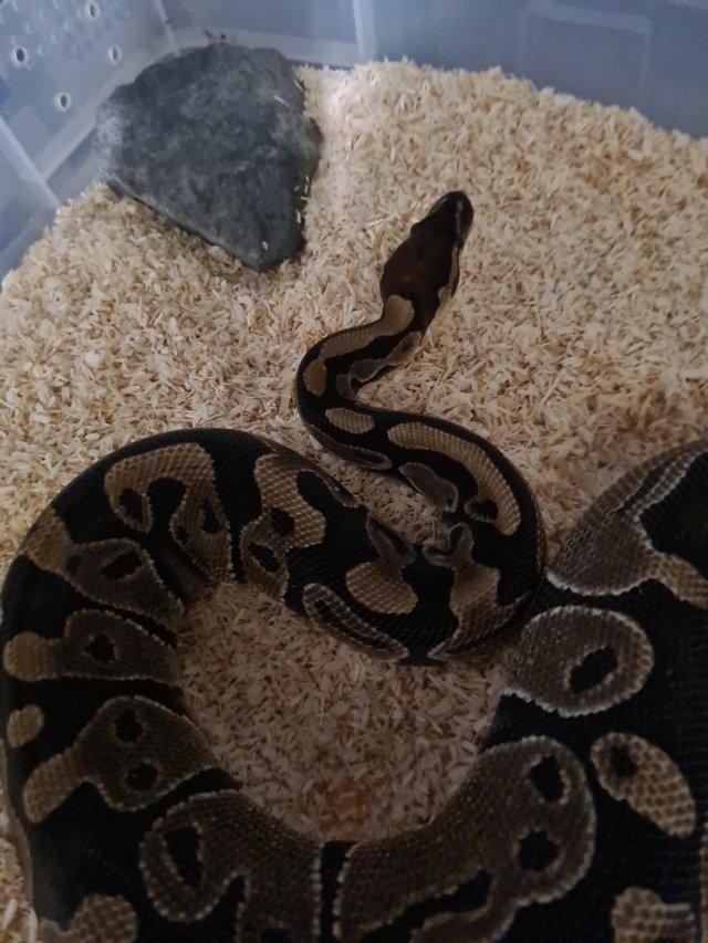 Preview of the first image of 2 Year old royal/ball pythomfemale.
