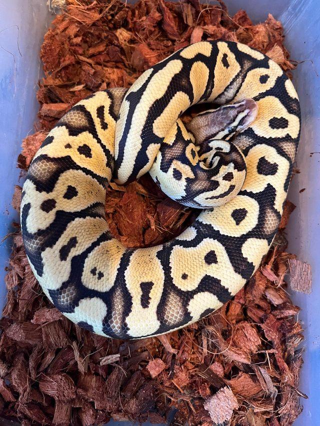 Preview of the first image of firefly het clown female ball / royal python.