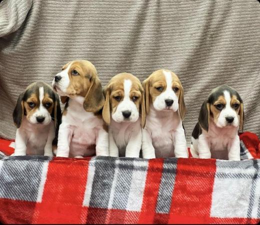 Image 2 of STUNNING CHUNKY KC BEAGLE PUPPIES READY NOW