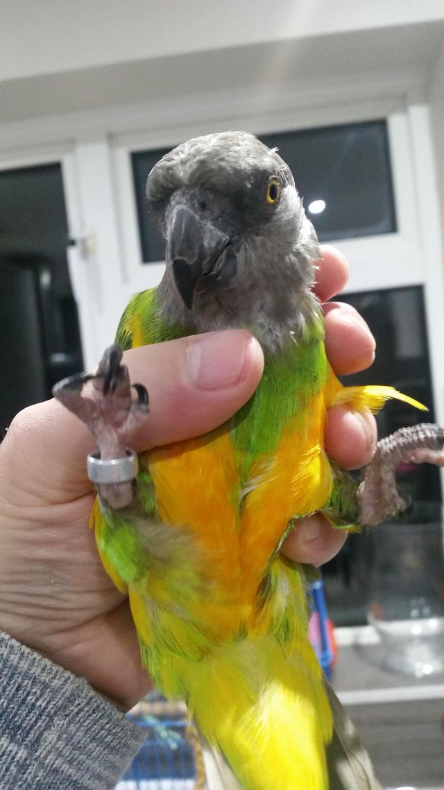 Preview of the first image of Wanted Senegal or meyers parrot.