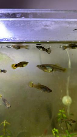 Image 3 of Guppies 10 for £10. Various colours M’s/F’s available