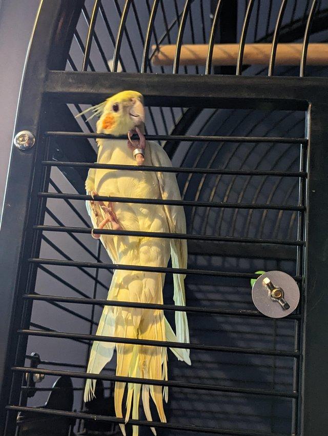 Preview of the first image of 2 bonded cockatiels male and female.