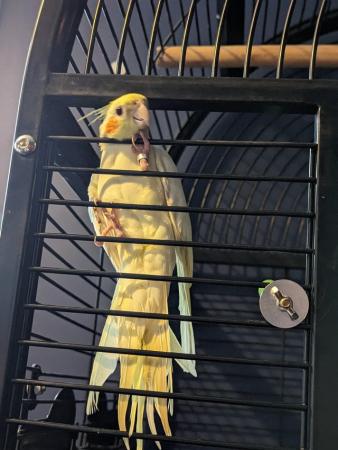 Image 1 of 2 bonded cockatiels male and female