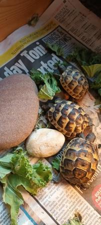 Image 4 of Spurthighed and Herman hatchlings for sale