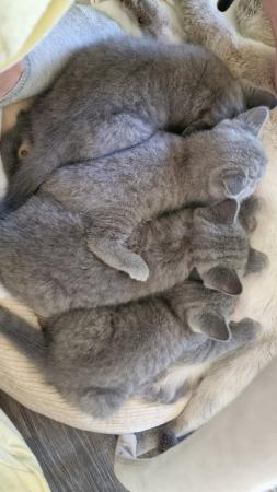 Image 12 of Amazing and Friendly British Shorthair Kittens for sale!!!