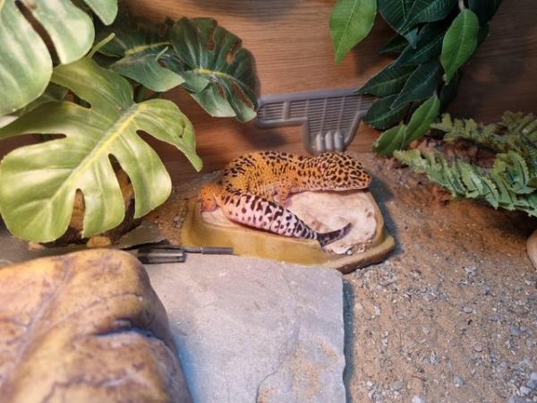 Image 4 of 5 year old male leopard gecko