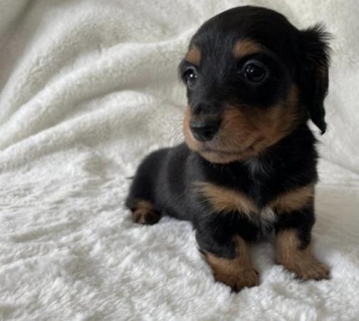 Image 9 of Long Haired Miniature Dachshund Puppies